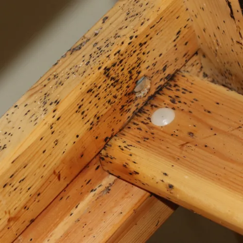 Crottes de punaises de lit sur le bois