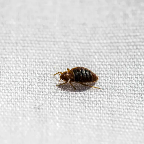 Punaise de lit cachée dans un vêtement